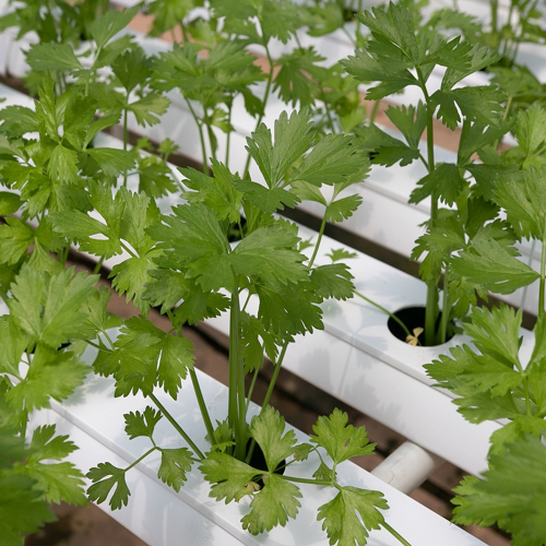 hydroponic irrigation-arsiholding