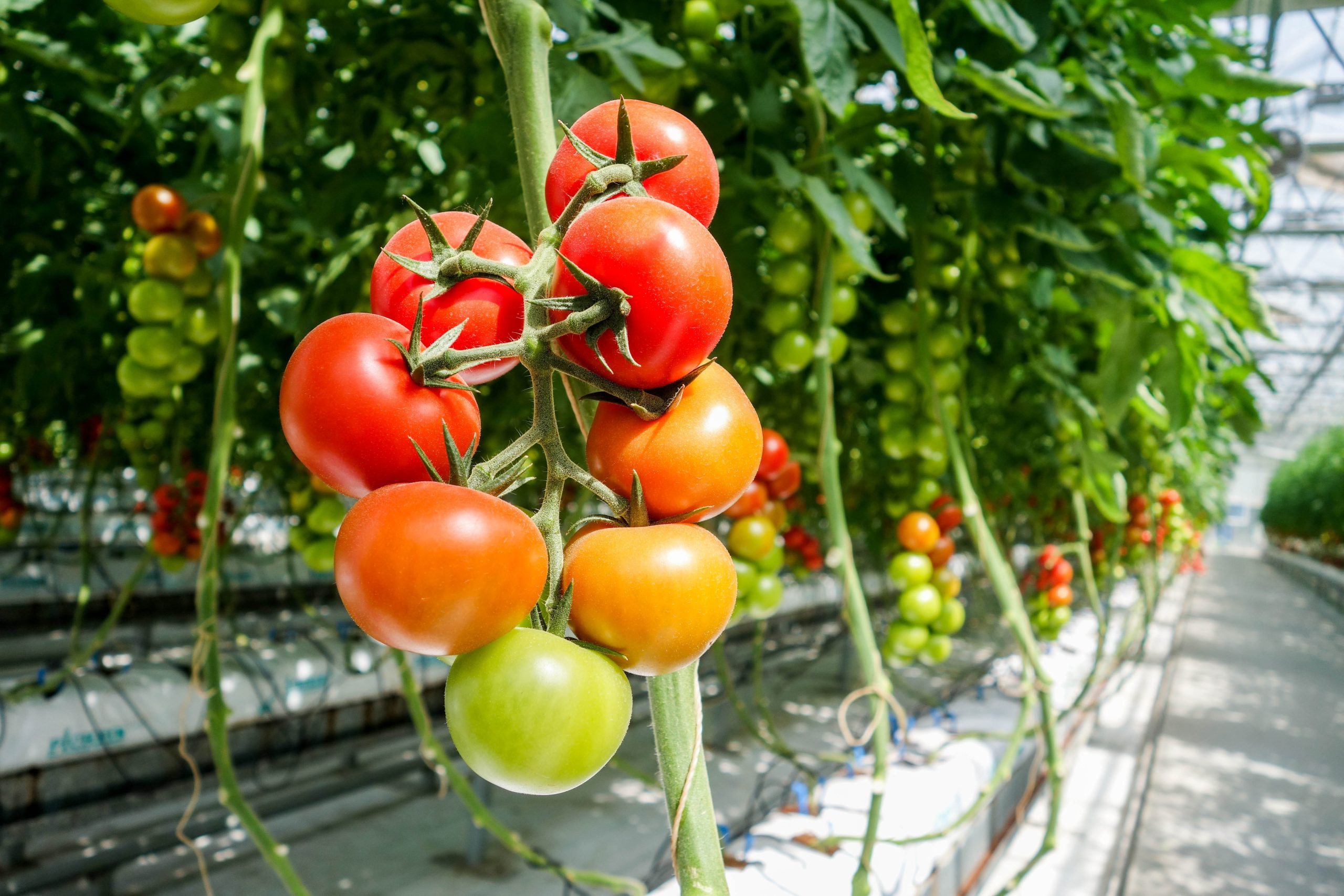 Preparing Greenhouses for Summer Heat