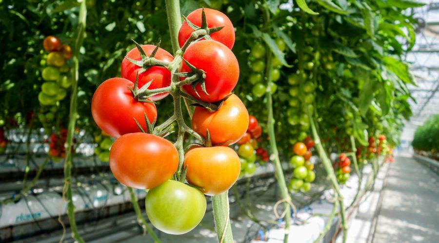 Preparing Greenhouses for Summer Heat